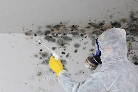 Best Attic Mold Removal  in Schuylkill Haven, PA